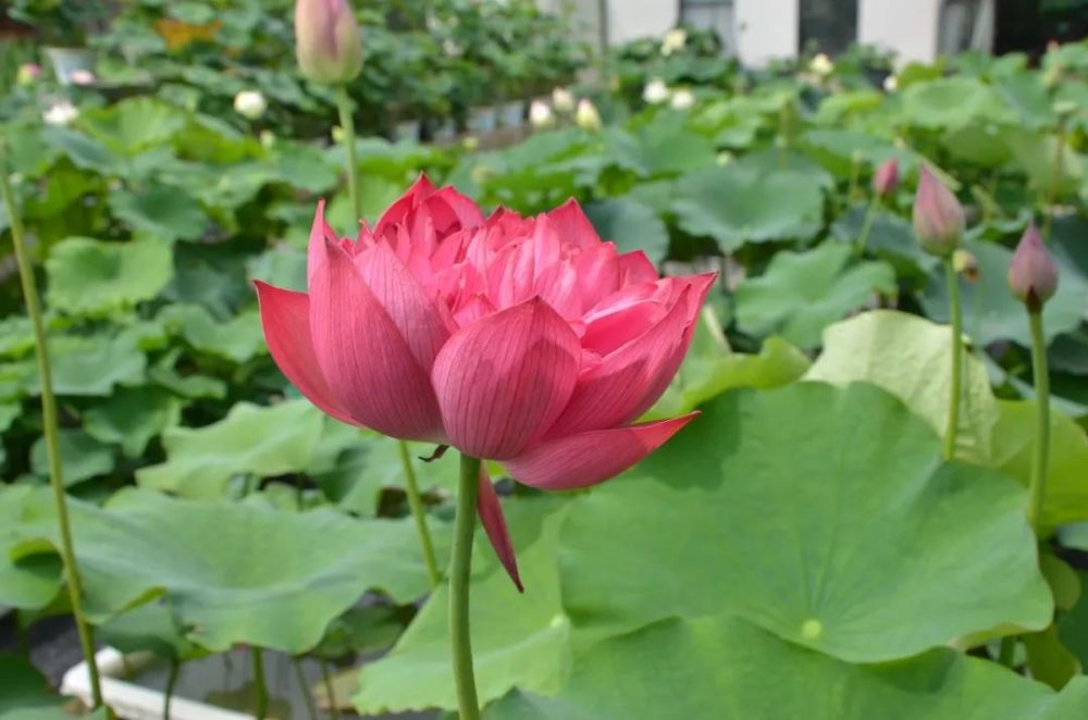 荷花-唐招提寺莲(徐奕拍摄)▲荷花-中山红台(徐奕拍摄)荷园的精品馆