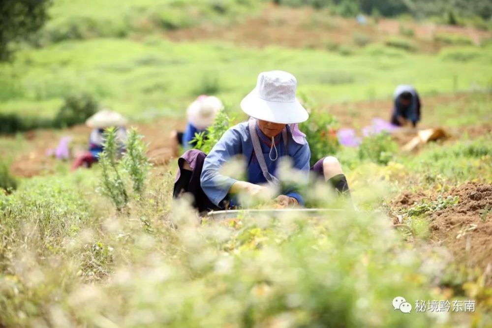 连日来,贵州省黔东南苗族侗族自治州丹寨县兴仁镇2100余亩中药材"