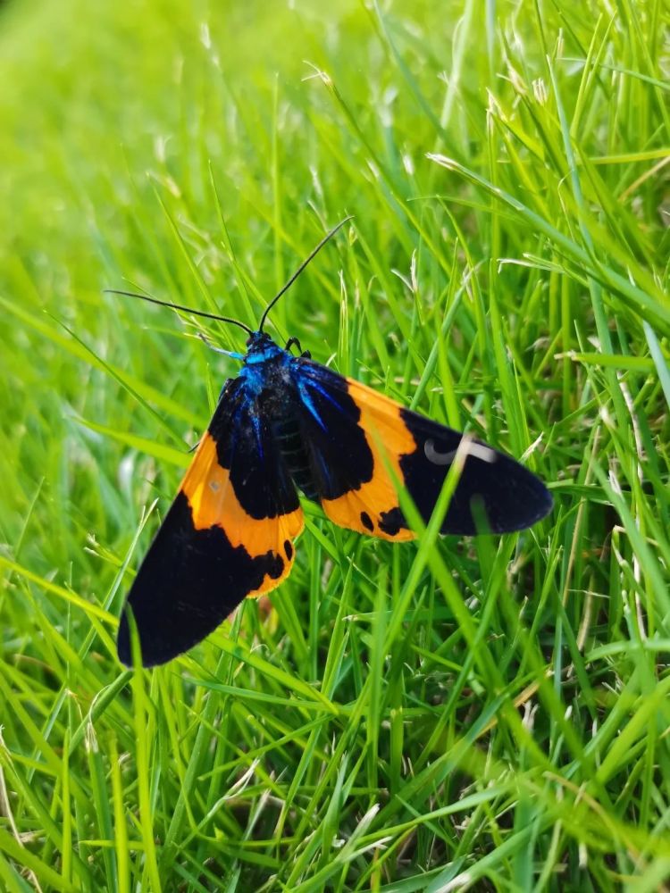 3.一只受伤的橙带蓝尺蛾,艰难地从地面行进到草丛里.