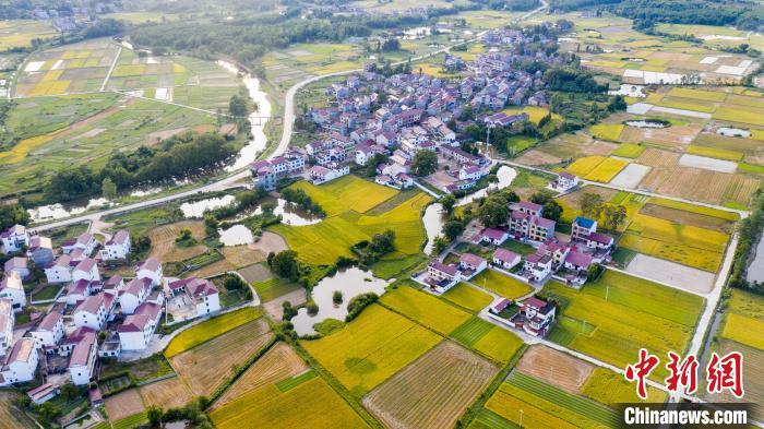 盛夏时节,空中俯瞰江西省万安县乡村,金色的田野上稻浪翻滚,美丽整洁