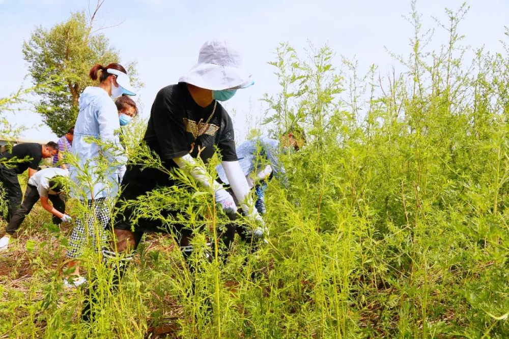 除蒿草大作战赛罕区万人在行动
