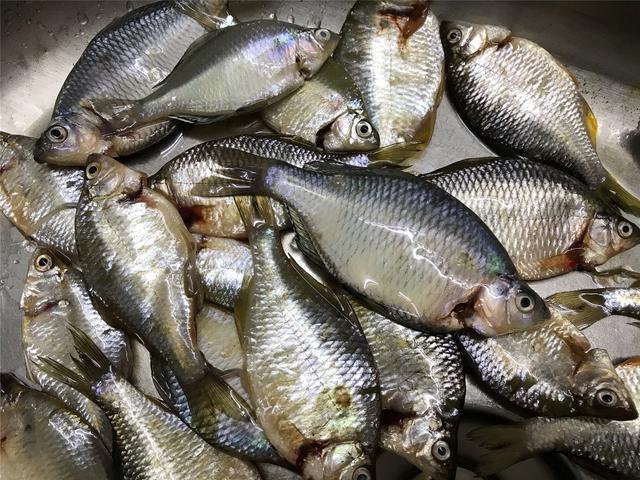 2,鳑鲏鱼的鱼鳞是软的,大多数人做的时候都不去鱼鳞的.