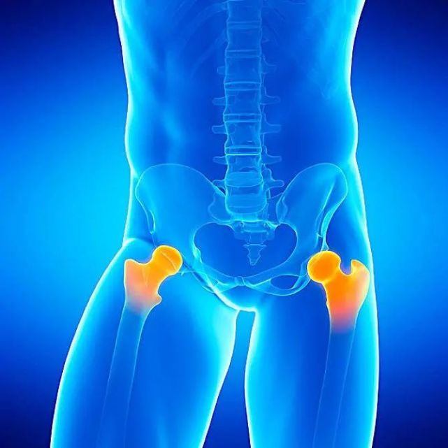 股骨头|髋关节|股骨颈|动脉|外伤