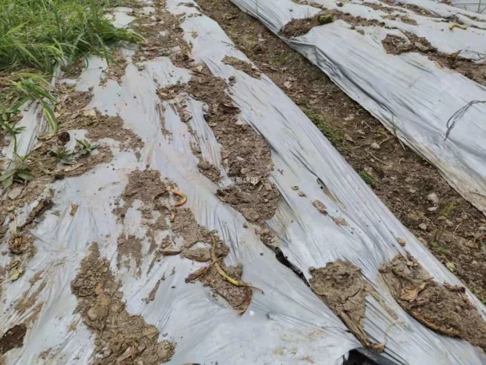 别让塑料"污染"了生活(一)管好农膜 遏制田地里的"白色污染"_腾讯新闻