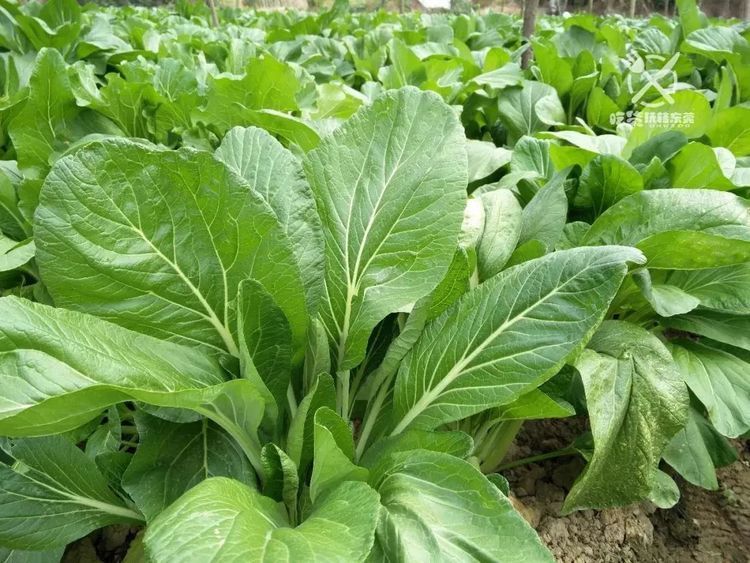 农民种植菜心如何进行育苗掌握4个方法幼苗粗壮长势好