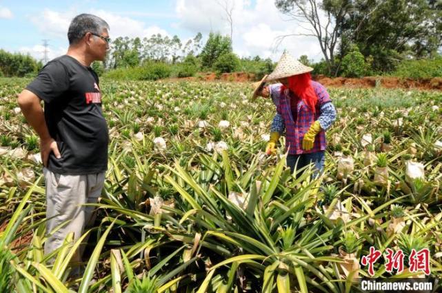 台湾凤梨 种植图片