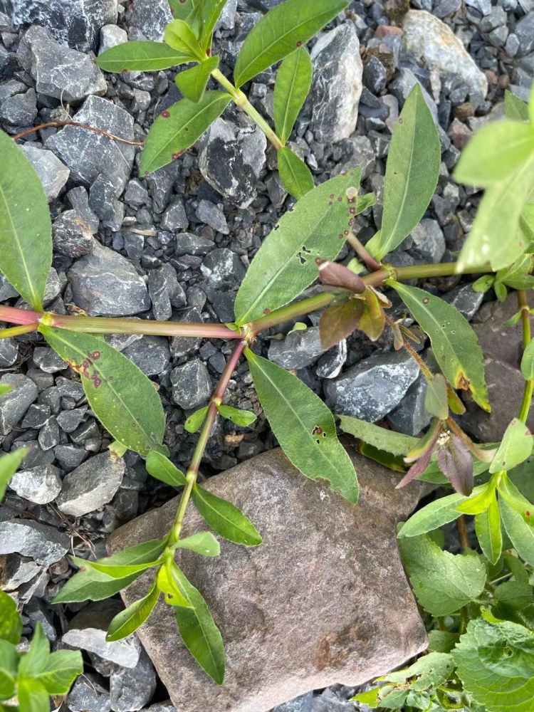 乡下一种野草号称革命草可食用可喂猪哪知是入侵植物