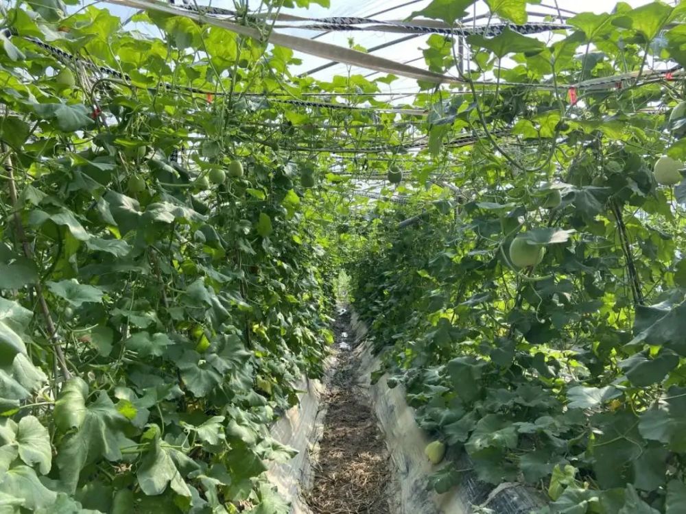 瓜王的水果架上长每个西瓜二三十斤