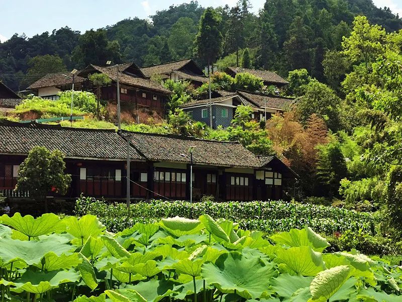 德江鹿溪村:有位美丽的牛蛙公主