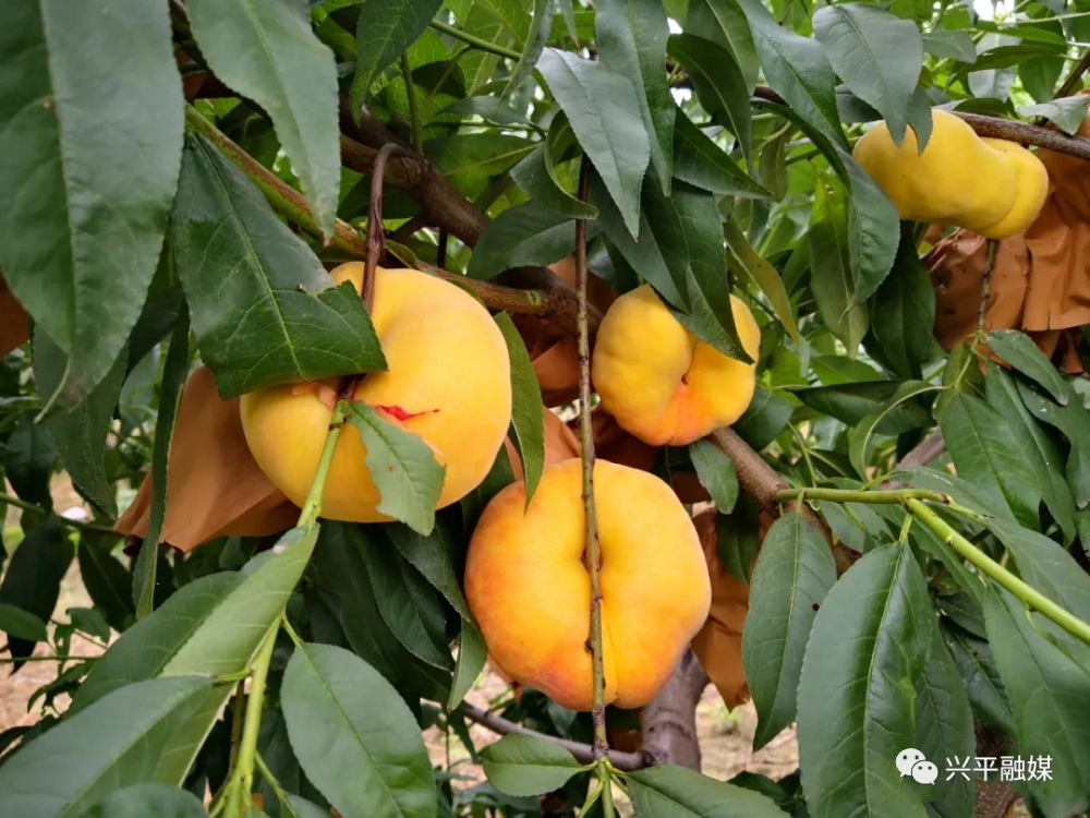 店张街道黄金蟠桃熟了!