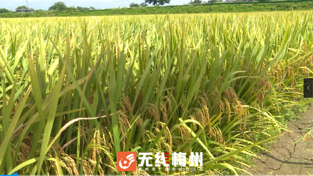 亩产7214公斤兴宁优质丝苗米青香优19香达到超级稻标准