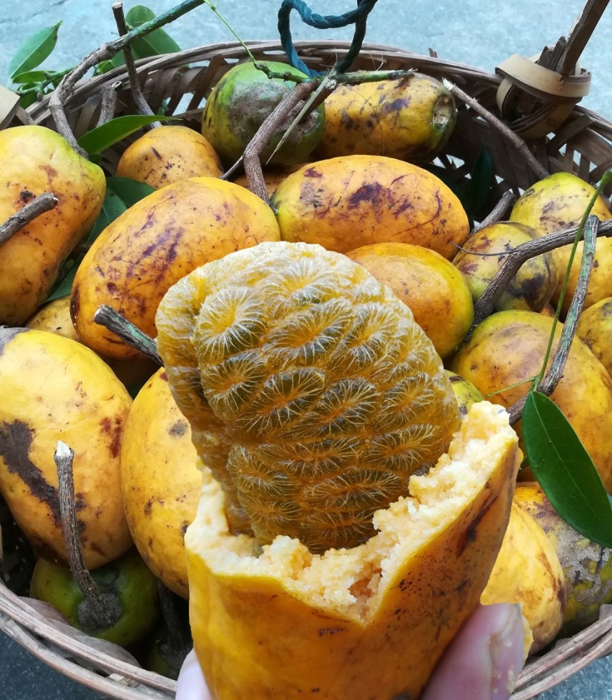 有种野果叫牛软坨皮黄种子多南方山林里常见农村仔爱吃