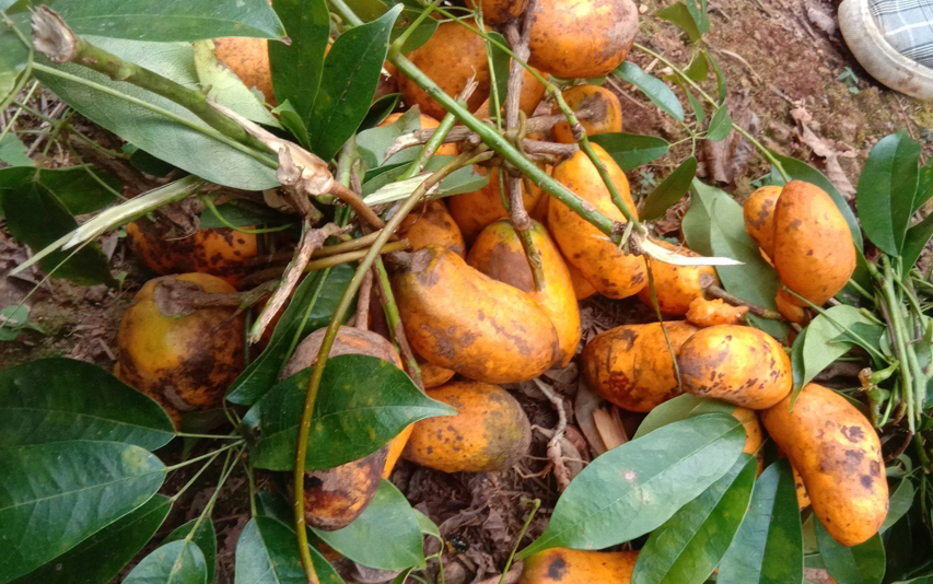 有种野果叫牛软坨皮黄种子多南方山林里常见农村仔爱吃