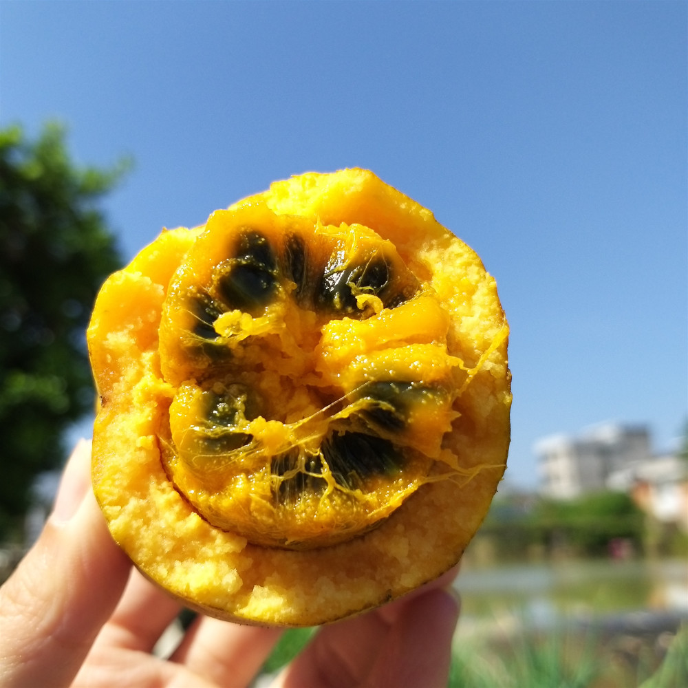 有种野果叫牛软坨皮黄种子多南方山林里常见农村仔爱吃