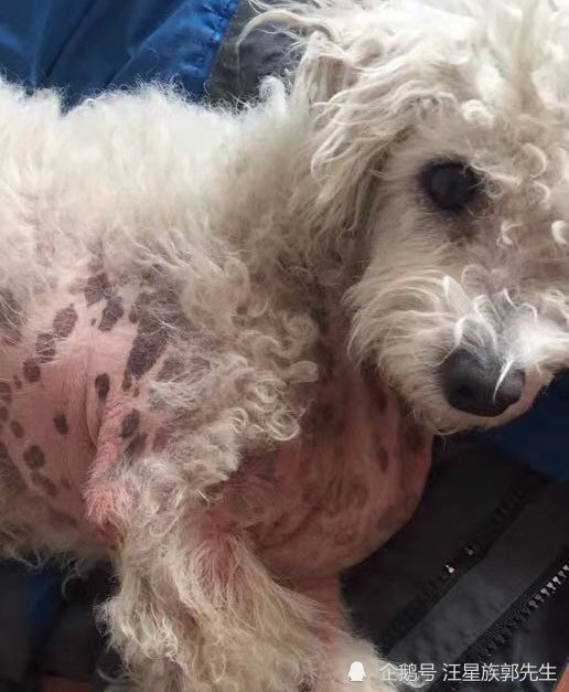 比熊犬掉毛全身螨虫陌生人主人重复买药认可汪星族_腾讯新闻