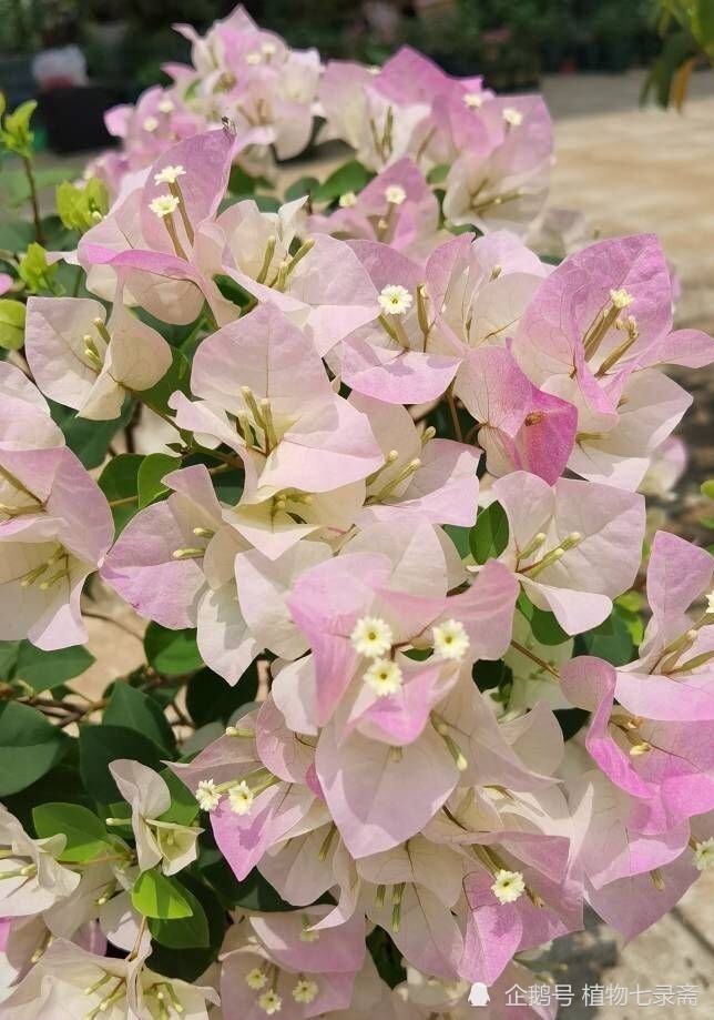 绿樱三角梅花开一茬接一茬花色美艳皮实好养北方也能养