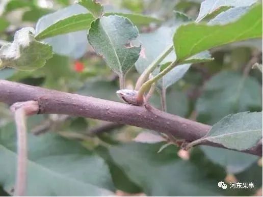 7月份果树进入花芽分化期促进桃树花芽分化的方法