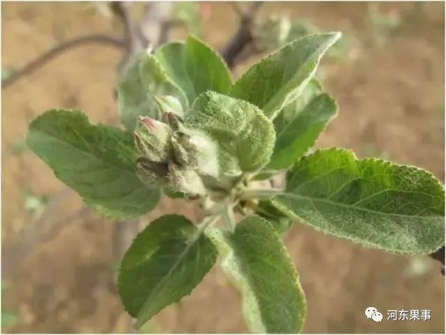 7月份果树进入花芽分化期促进桃树花芽分化的方法