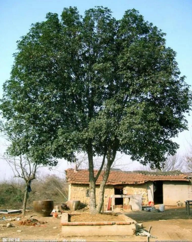 老话"门旁若有两棵树,定有二人来同住",指哪二人?