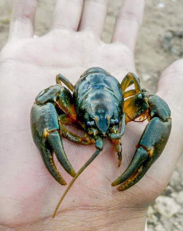 知青回忆钓蝲蛄几乎绝迹的中国土龙虾只能用青蛙抓