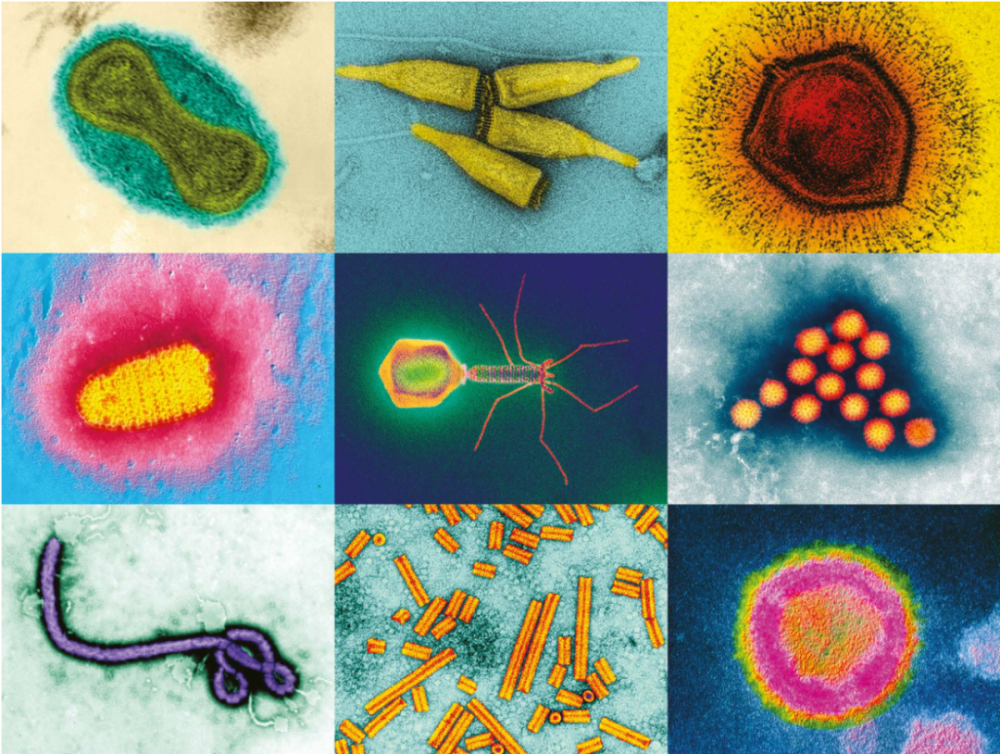 nature花样病毒如此多娇