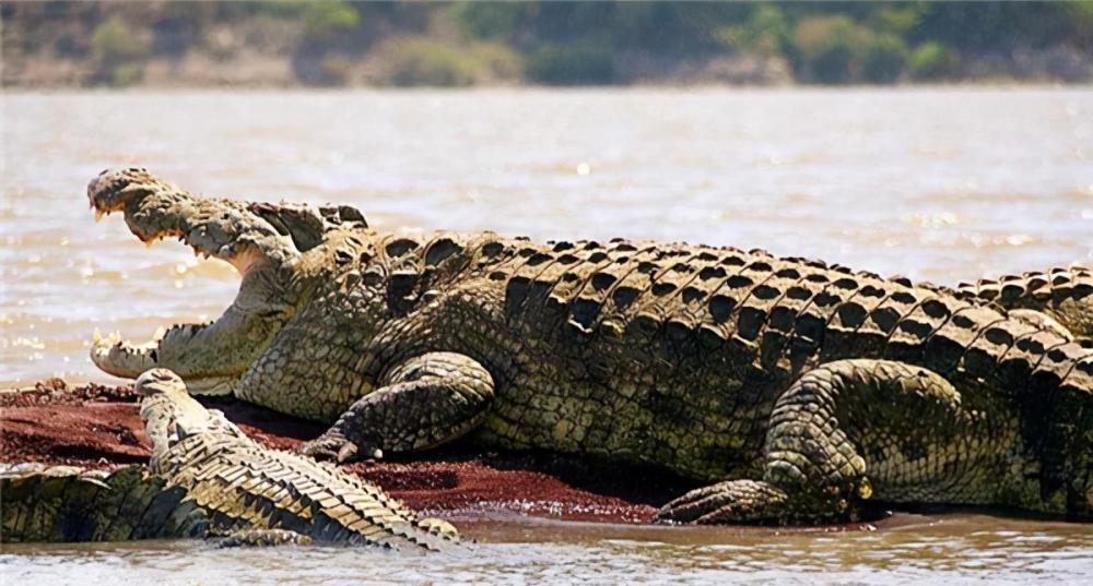 "传奇巨鳄"古斯塔夫,连机枪也无法奈何它?传闻伤害300多人