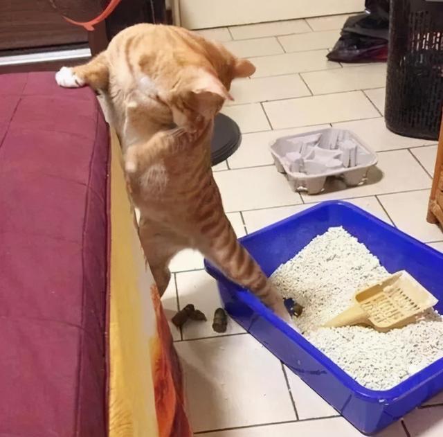 猫拉屎太臭怎么办?猫屎很臭是什么原因?_腾讯新闻