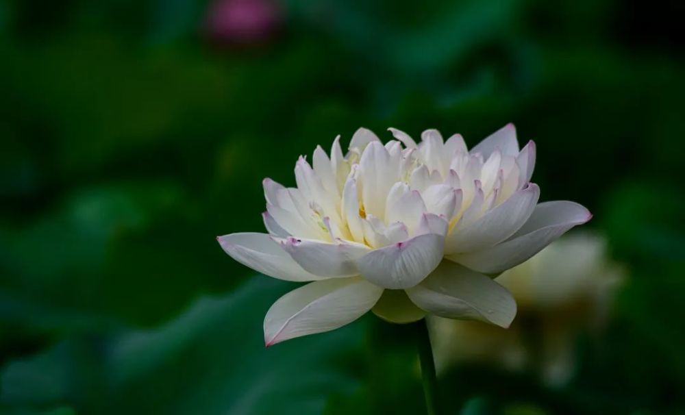 图组|庐山东林寺青莲华开_腾讯新闻