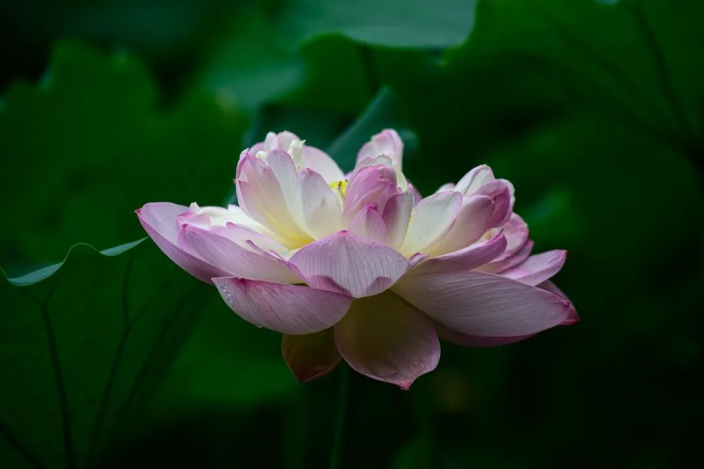 图组庐山东林寺青莲华开