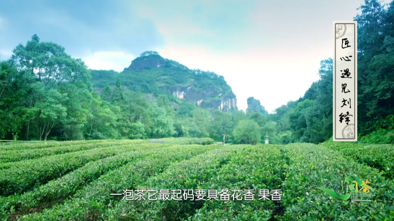 多彩闽茶|来自武夷奇种,"金佛"别具一格_腾讯新闻
