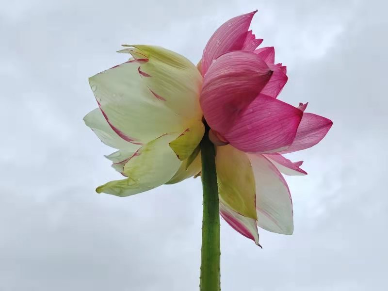 云南普者黑惊现全球首支双色并蒂莲