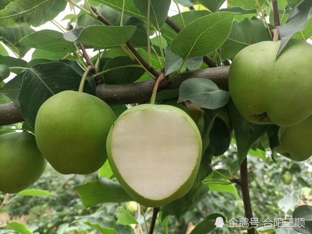 农家地里水果香