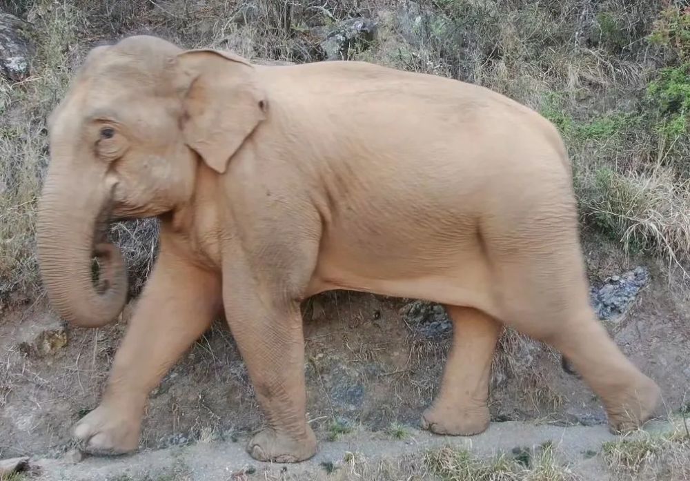 04号大象 ■ 成年雌性 ■ 年龄约35岁 ■ 尖牙露出口腔外 ■ 尾毛短