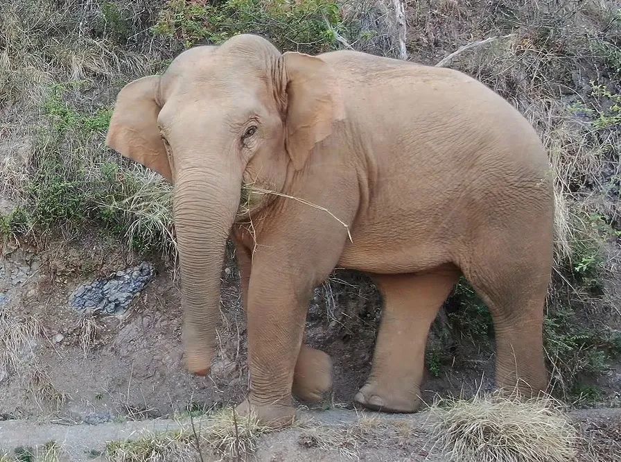 尾毛短 05号大象 ■ 雄性亚成体 ■ 年龄约13岁 ■ 尾毛长而稀疏