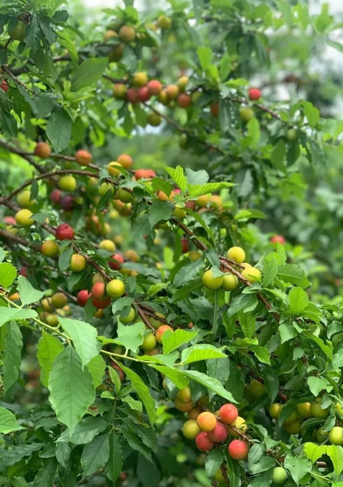 七月盛夏的果實——今天,小青就帶大家一起去探索油桃,葡萄,杏子,梨