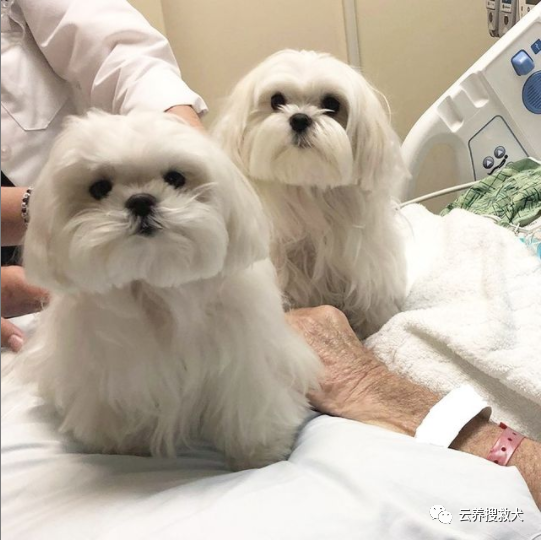 能成為治療犬竟是因它有特殊技能,還守護家人創造了奇蹟!