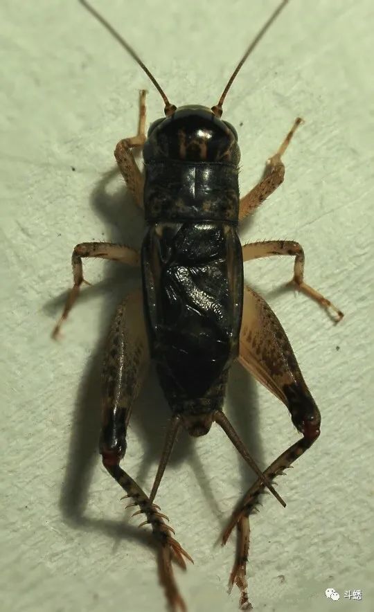蟋蟀鉴赏黑紫红钳