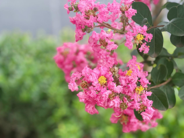 滿樹豔麗如霞 花開朵朵 六片自帶毛絨感的花瓣圍簇在一起 淡黃色的