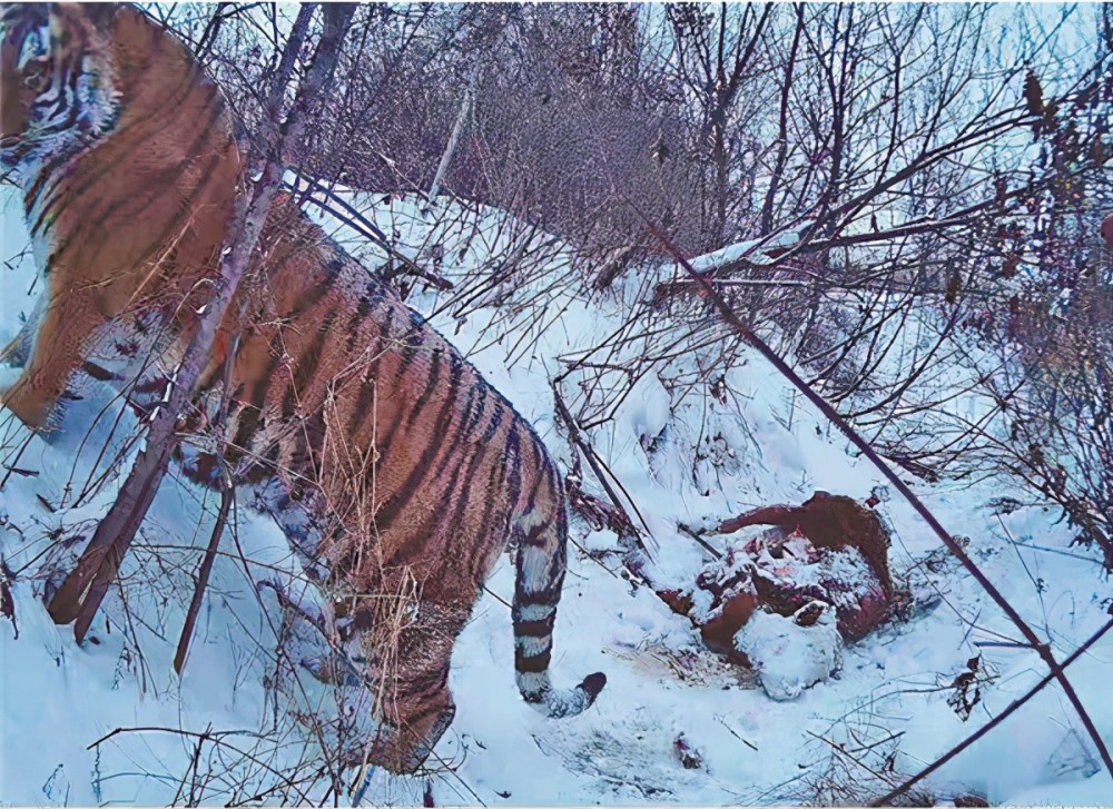 又是東北虎黑龍江饒河出現東北虎是當地生態變好了嗎