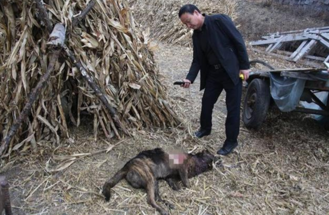 前有狼後有虎黑龍江再現東北虎進村咬人咋辦