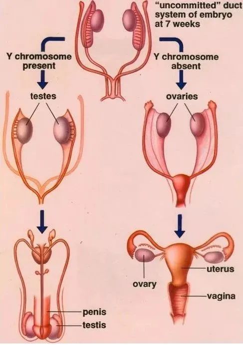 反转再反转,匪夷所思的性发育异常_腾讯新闻