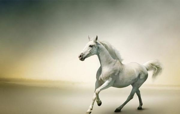 a, 答案解析: a,这匹马四蹄腾飞,放肆奔跑,像一个年轻无畏的勇敢者