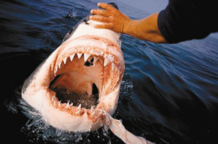 三种世界上最大的鲨鱼!名副其实的深海霸主,以鲸鱼为食!