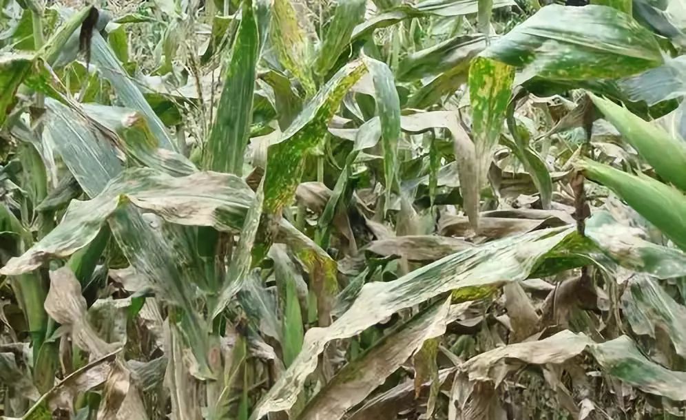 玉米大斑病害高发,农户们该怎么办?
