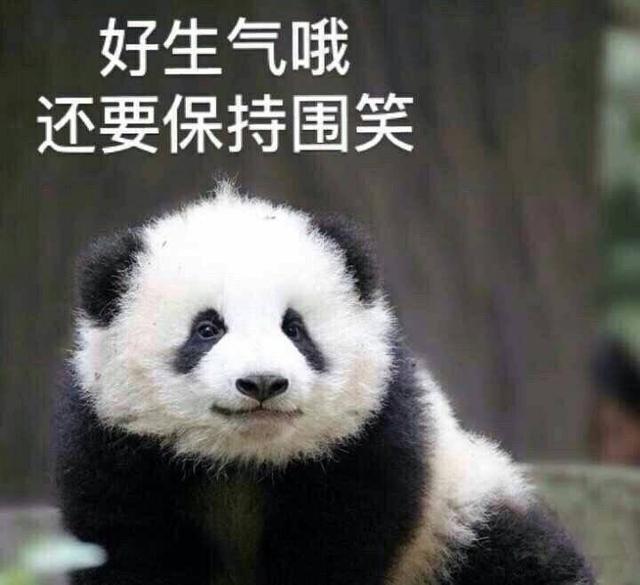 熊猫生气表情包:我可是享受国宝待遇的,你的良心不会痛吗