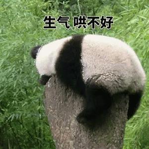 熊猫生气表情包:我可是享受国宝待遇的,你的良心不会痛吗