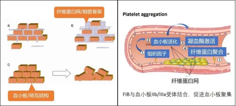 止血一线用药人纤维蛋白原