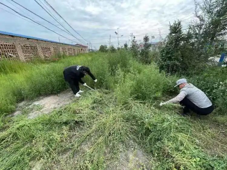 拔蒿草助健康我们在行动