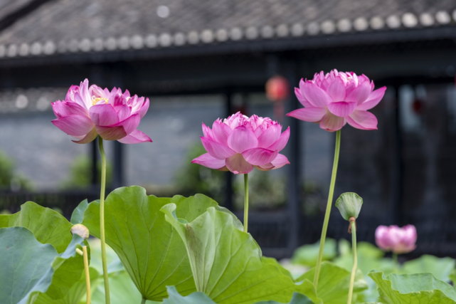 荷花争艳醉人心|乾州古城|拍照|胡家塘|吉首