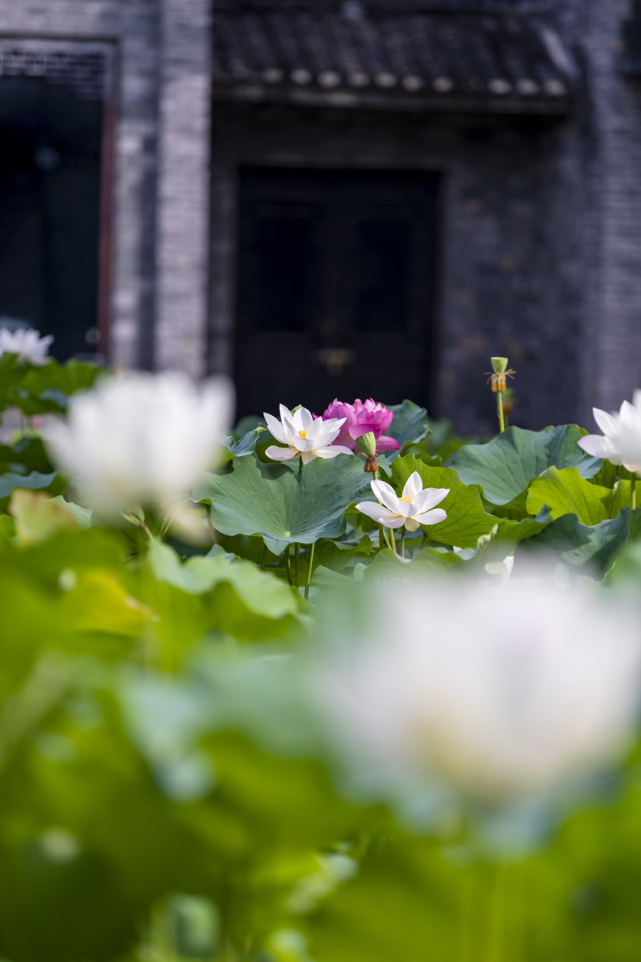 荷花争艳醉人心|乾州古城|拍照|胡家塘|吉首